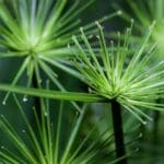 Cyperus Papirus close up močvarni vrt..