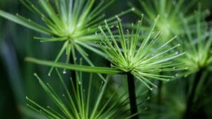 Cyperus Papirus close up močvarni vrt..