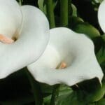 Kala cvijet, Zantedeschia aethiopica calla, močvarni vrt.