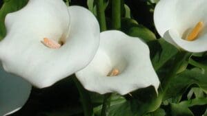 Kala cvijet, Zantedeschia aethiopica calla, močvarni vrt.