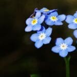 Myosotis palastris, close up, cvijet, močvarni vrt..