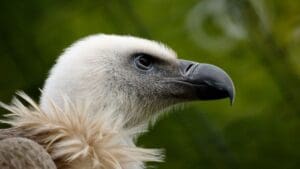 beloglavi sup, close up, uvac, srbija..