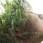 djevojka i šuma, doubleexposure, meditacija.