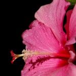 hibiscus cvijet, močvarni vrt.