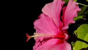 hibiscus cvijet, močvarni vrt.