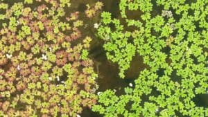 Vodena leća, Azolla caroliniana, močvarni vrt.