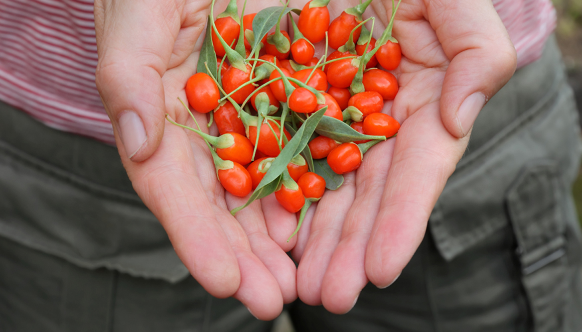 goji-bobice-veci-zum-naslovna