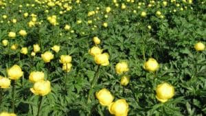 flora sjevernog velebita, Hrvatska