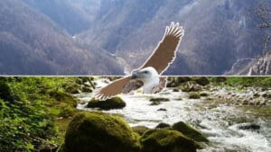 Kanjon Trešnjice, elementi kanjona, rijeke, bjeloglavog supa, sređeno u photoshopu M.L