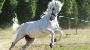 Konj Lipicaner, Đakovo, Hrvatska