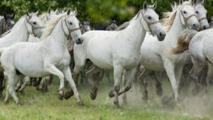 Konj Lipicaner, Đakovo, Hrvatska