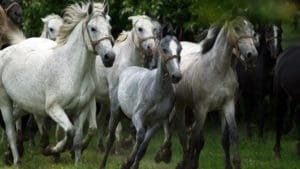 Konj Lipicaner, Đakovo, Hrvatska