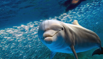 Delfin