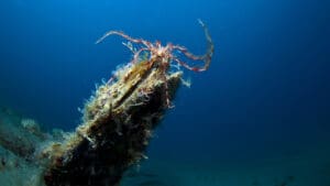 Periška, školjka, ugoržena vrsta