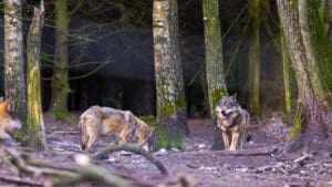 Vuk, ugoržena vrsta
