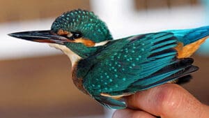 Ptice Vransko jezero