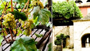 Loza sv Stefana Nemanje, raste uz glavnu crkvu, posvećenu Vavedenju Presvete Bogorodice