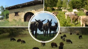 Agroturizam, Srbija, krave, ovce, poljoprivredno gazdinstvo, magarci, kolaž