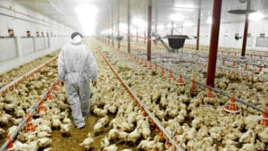 Uzgajanje piladi, hala, farma, pilići, hemija. zdravlje