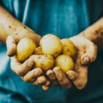 Krompir u rukama farmera, organski, prljav, zdravlje, zemlja