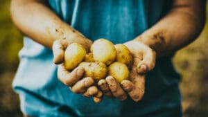 Krompir u rukama farmera, organski, prljav, zdravlje, zemlja