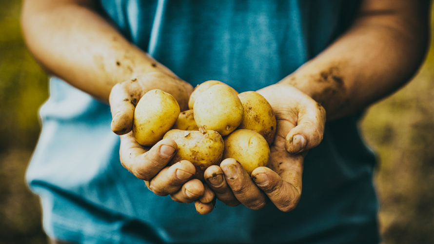 Krompir u rukama farmera, organski, prljav, zdravlje, zemlja