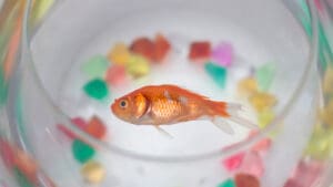 Kućni ljubimac ribica