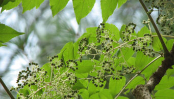 Paulownia Tomentosa