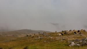 ovce na ispaši, selo Lukomir, BiH, planina Bjelašnica