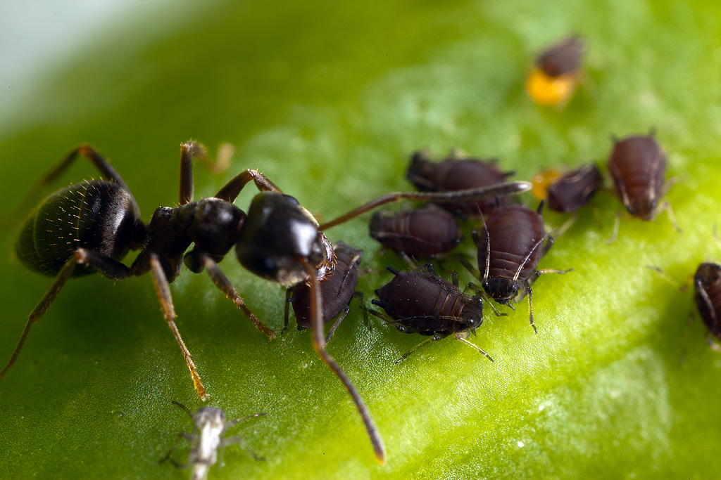 Mravi vode brigu o biljnim ušima - stočarstvo