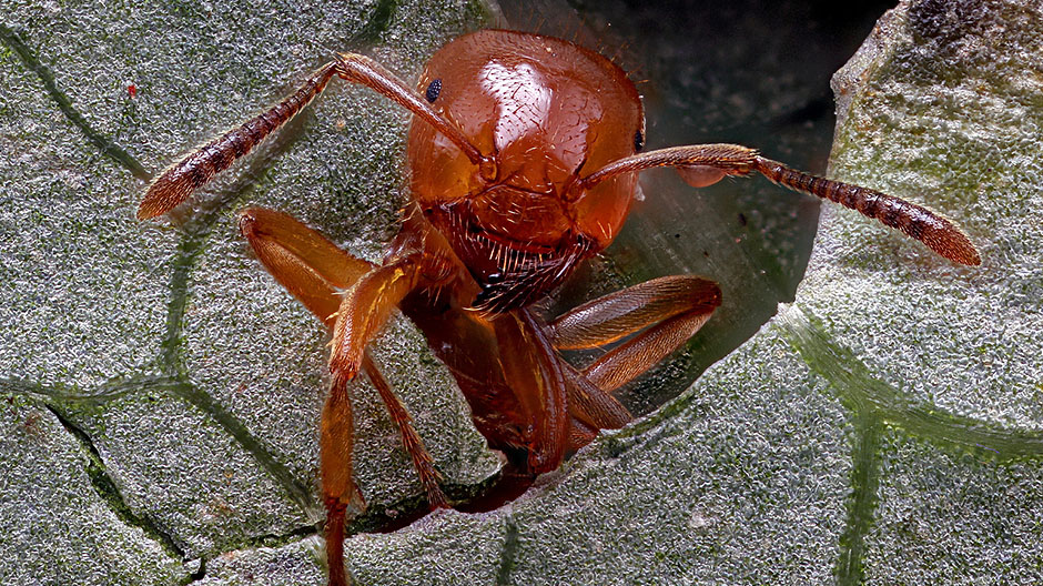 Savršenstvo mrav