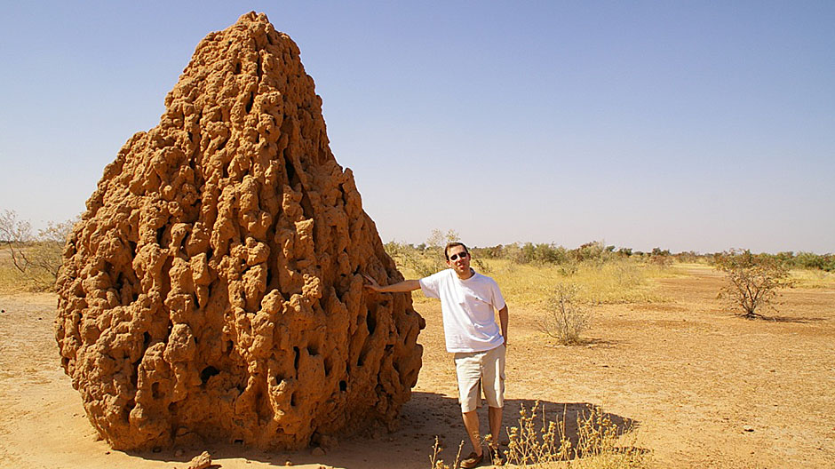 Termiti grade puno veće građevine nego ljudi