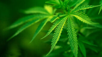 Marihuana