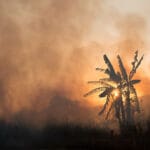 Podmetnuti požari radi palminog ulja