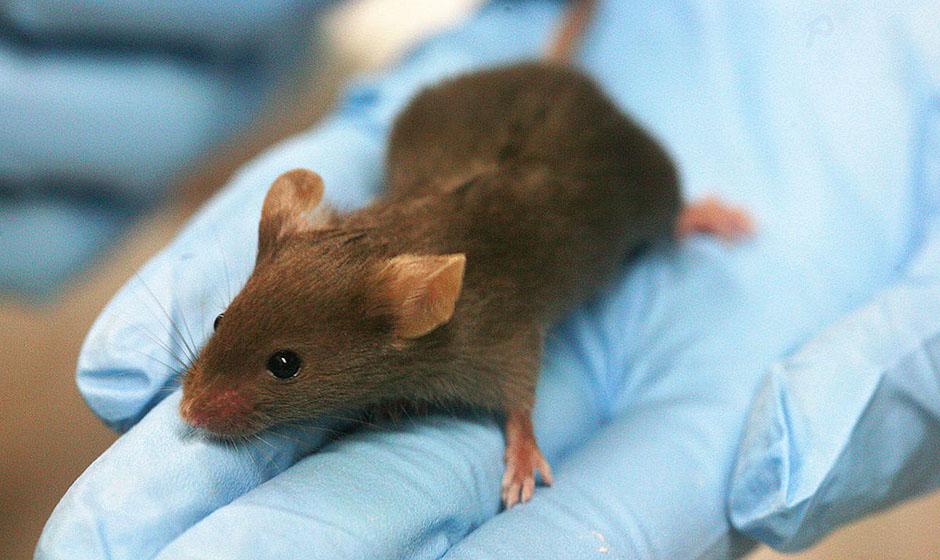 Miš iz laboratorija
