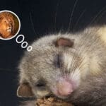Miš sanja lava - Hrabri miš
