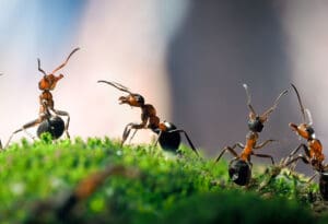 Mravi imaju GPS