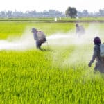 Zaprašivanje pesticidima - Azija
