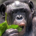 Bobobo - patuljasta čimpanza