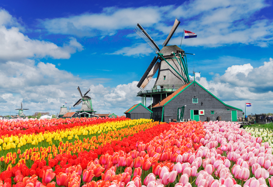 Holandija vjetrenjaca cvijece