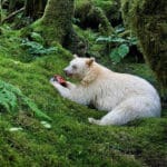 Bijeli kermode medvjed u Kanadi - Logicno