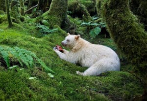 Bijeli kermode medvjed u Kanadi - Logicno