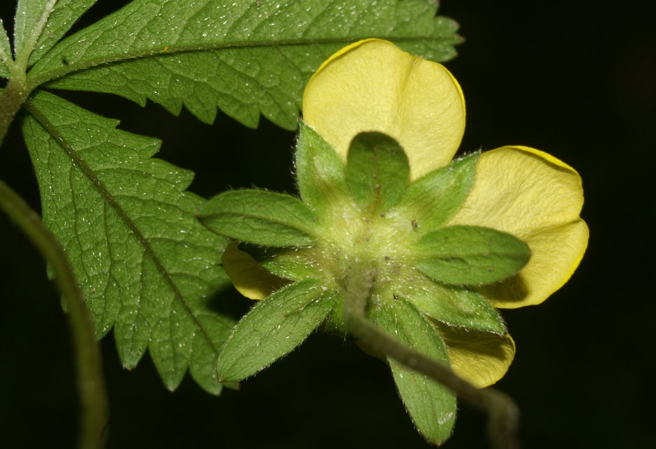 Potentilla reptans - Puzava petoprsta - Logicno