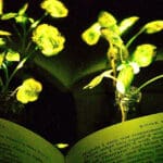 Svjetleće biljke