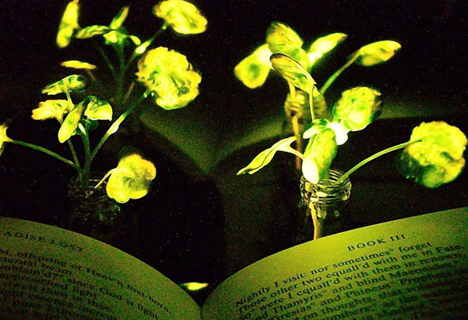 Svjetleće biljke
