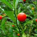 Divlja rajčica iz Perua