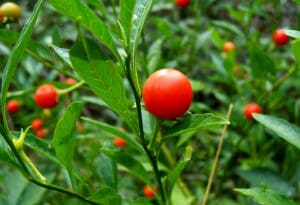 Divlja rajčica iz Perua