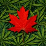 kanada marihuana