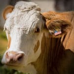 Krava bez rogova - GMO