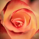 Ruža - Dan žena - Logično